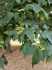 Acer campestre