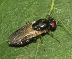 Stratiomyidae