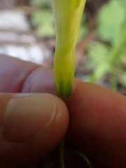 Oxalis pes-caprae