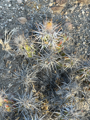Corynopuntia invicta
