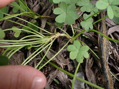 Oxalis pes-caprae