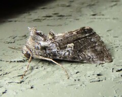 Syngrapha interrogationis