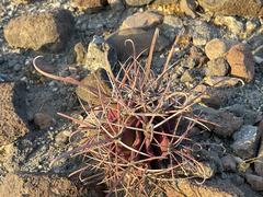 Ferocactus peninsulae