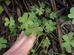 Oxalis pes-caprae