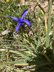 Gentianopsis barbellata