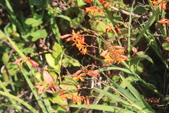 Crocosmia