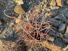 Ferocactus peninsulae