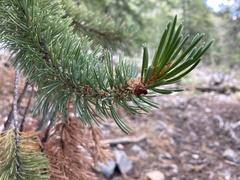 Pinus longaeva