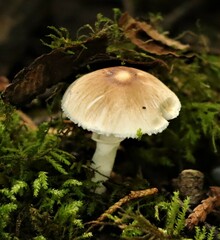 Lepiota rubrotinctoides