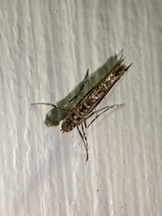 Neurobathra strigifinitella