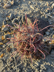 Ferocactus peninsulae