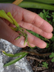 Oxalis pes-caprae