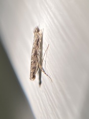 Neurobathra strigifinitella