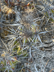 Corynopuntia invicta