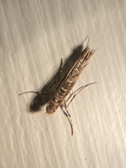 Neurobathra strigifinitella