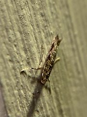 Neurobathra strigifinitella