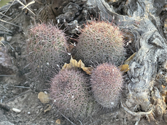 Mammillaria