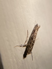 Neurobathra strigifinitella