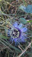 Passiflora amethystina