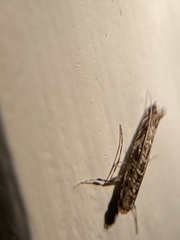 Neurobathra strigifinitella