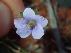 Erodium cygnorum