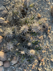 Corynopuntia invicta