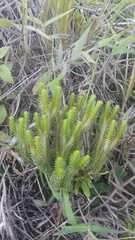 Phlegmariurus
