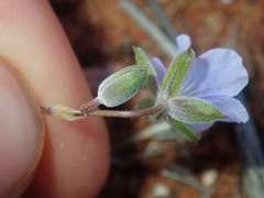 Erodium cygnorum