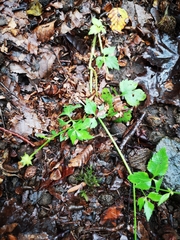 Ranunculus silerifolius