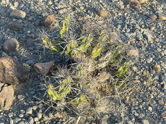 Corynopuntia invicta