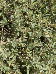 Atriplex semibaccata