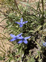 Gentianopsis barbellata