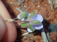 Erodium cygnorum