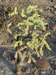Cylindropuntia cholla