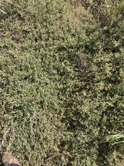 Atriplex semibaccata