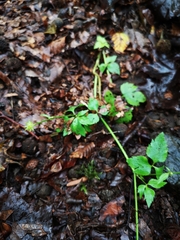 Ranunculus silerifolius