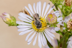 Megachilinae