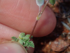 Erodium cygnorum