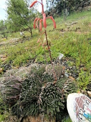 Aristaloe aristata