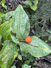 Prosartes trachycarpa