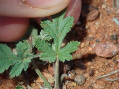 Erodium cygnorum
