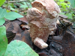 Hypomyces hyalinus