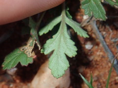 Erodium cygnorum