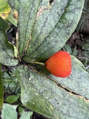 Prosartes trachycarpa