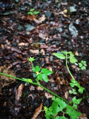 Ranunculus silerifolius