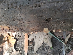 Podoscypha petalodes