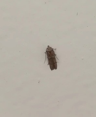 Blastobasidae
