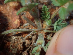 Erodium cygnorum