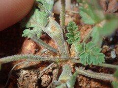 Erodium cygnorum