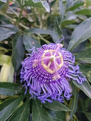 Passiflora incarnata × cincinnata